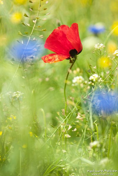 Klatsch-Mohn, Papaver rhoeas, Papaveraceae, blühende Pflanze inmitten von Raps und Hirtentäschel, Reinhäuser Wald, A nature document - not arranged nor manipulated, Reinhausen bei Göttingen, Deutschland