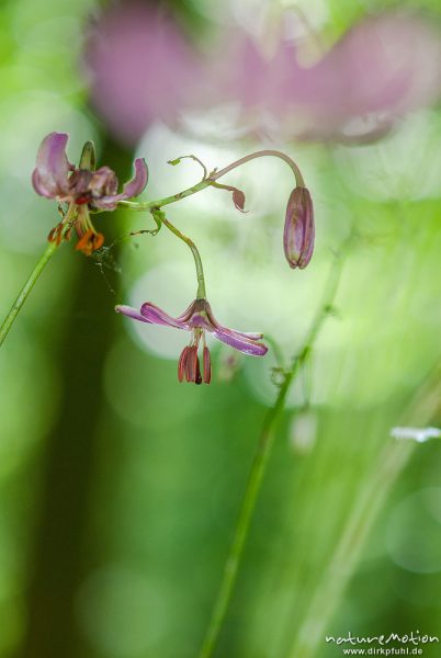 Türkenbund-Lilie, Lilium martagon, Liliaceae, Blüten mit Staubfäden, Göttinger Wald, A nature document - not arranged nor manipulated, Göttingen, Deutschland