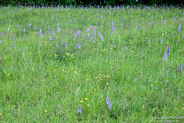 Geflecktes Knabenkraut, Dactylorhiza maculata, 	Orchideen (Orchidaceae),dichter Bestand auf Magerrasen am Waldrand, Kerstlingeröder Feld, A nature document - not arranged nor manipulated, Göttingen, Deutschland