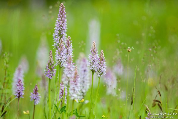 Geflecktes Knabenkraut, Dactylorhiza maculata, 	Orchideen (Orchidaceae) Blütenstand, Magerrasen am Waldrand, Kerstlingeröder Feld, A nature document - not arranged nor manipulated, Göttingen, Deutschland