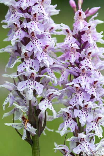 Geflecktes Knabenkraut, Dactylorhiza maculata, 	Orchideen (Orchidaceae) Blütenstand, Magerrasen am Waldrand, Kerstlingeröder Feld, A nature document - not arranged nor manipulated, Göttingen, Deutschland