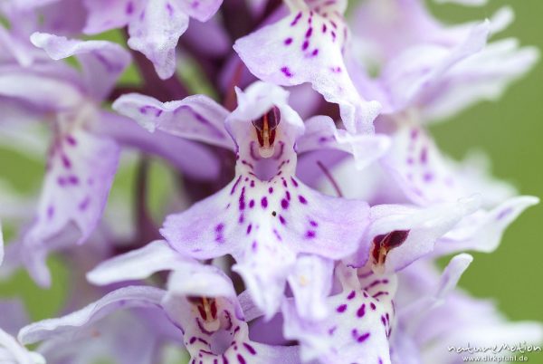 Geflecktes Knabenkraut, Dactylorhiza maculata, 	Orchideen (Orchidaceae) Blütenstand, Magerrasen am Waldrand, Kerstlingeröder Feld, A nature document - not arranged nor manipulated, Göttingen, Deutschland