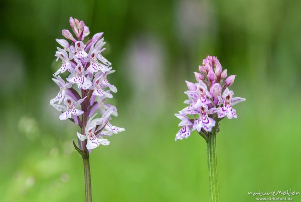 Geflecktes Knabenkraut, Dactylorhiza maculata, 	Orchideen (Orchidaceae) Blütenstand, Magerrasen am Waldrand, Kerstlingeröder Feld, A nature document - not arranged nor manipulated, Göttingen, Deutschland