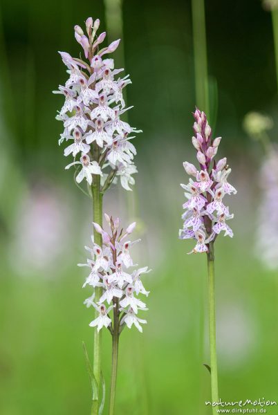 Geflecktes Knabenkraut, Dactylorhiza maculata, 	Orchideen (Orchidaceae) Blütenstand, Magerrasen am Waldrand, Kerstlingeröder Feld, A nature document - not arranged nor manipulated, Göttingen, Deutschland