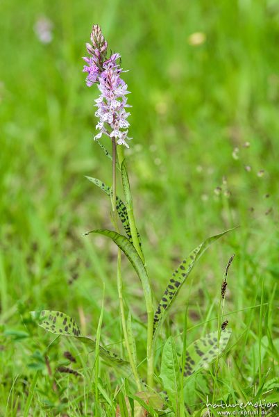 Geflecktes Knabenkraut, Dactylorhiza maculata, 	Orchideen (Orchidaceae)Habitus, ganze Pflanze, Magerrasen am Waldrand, Kerstlingeröder Feld, A nature document - not arranged nor manipulated, Göttingen, Deutschland