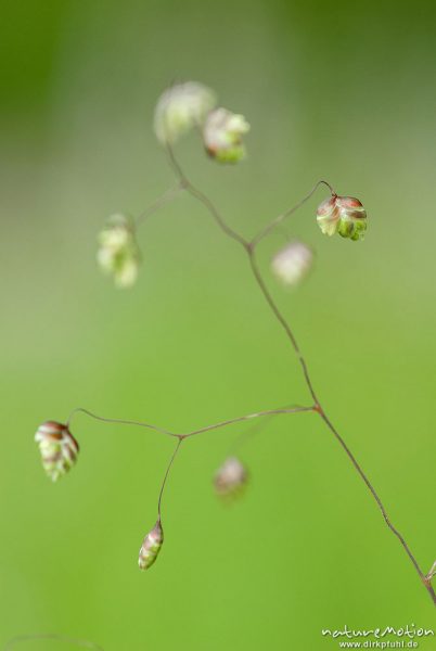 Mittleres Zittergras, Gewöhnliches Zittergras, Gemeines Zittergras, Briza media, 	Süßgräser (Poaceae) Ährchen, Kerstlingeröder Feld, Göttingen, Göttingen, Deutschland