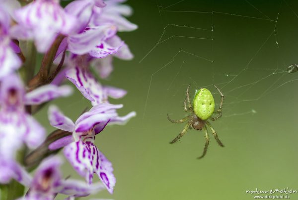 Kürbisspinne, Araniella cucurbitina, Araneidae, Weibchen im Netz an Blüte von Geflecktem Knabenkraut, Kerstlingeröder Feld, A nature document - not arranged nor manipulated, Focus Stacking, Göttingen, Deutschland