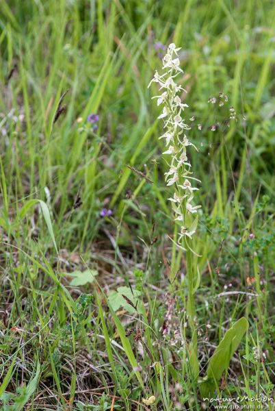 Grünliche Waldhyazinthe, Berg-Waldhyazinthe, Platanthera chlorantha, 	Orchideen (Orchidaceae),Habitus, ganze Pflanze, Blüte, Magerrasen am Waldrand, Kerstlingeröder Feld, A nature document - not arranged nor manipulated, Göttingen, Deutschland