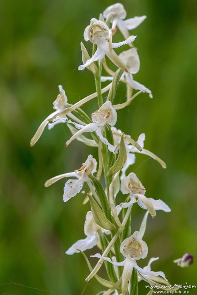 Grünliche Waldhyazinthe, Berg-Waldhyazinthe, Platanthera chlorantha, 	Orchideen (Orchidaceae) Blütenstand, Magerrasen am Waldrand, Kerstlingeröder Feld, A nature document - not arranged nor manipulated, Göttingen, Deutschland