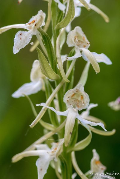 Grünliche Waldhyazinthe, Berg-Waldhyazinthe, Platanthera chlorantha, 	Orchideen (Orchidaceae) Blütenstand, Magerrasen am Waldrand, Kerstlingeröder Feld, A nature document - not arranged nor manipulated, Göttingen, Deutschland