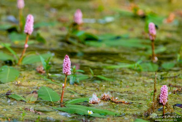 Wasser-Knöterich, Polygonum amphibium, Polygonaceae, blühende Pflanzen in einem Quellteich, Kertling, Göttingen, Deutschland