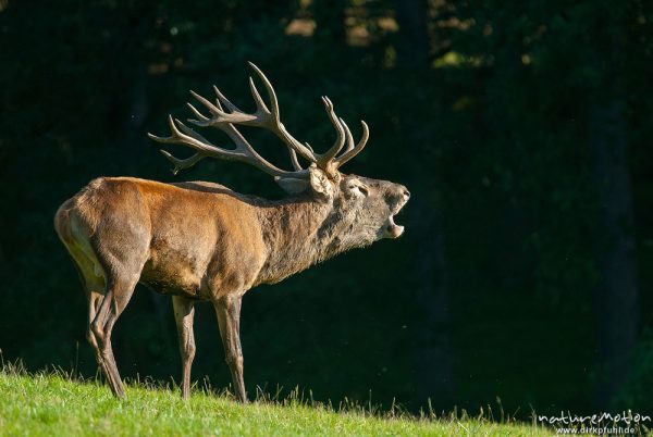 Rothirsch, Cervus elaphus, Cervidae, Männchen bei der Brunft, röhrt, Tierpark Neuhaus, captive, Neuhaus, Deutschland