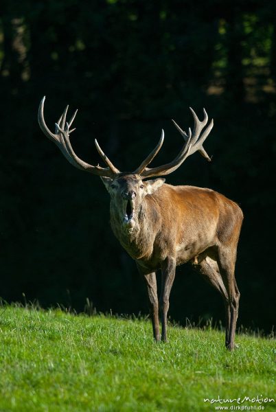 Rothirsch, Cervus elaphus, Cervidae, Männchen bei der Brunft, röhrt, Tierpark Neuhaus, captive, Neuhaus, Deutschland