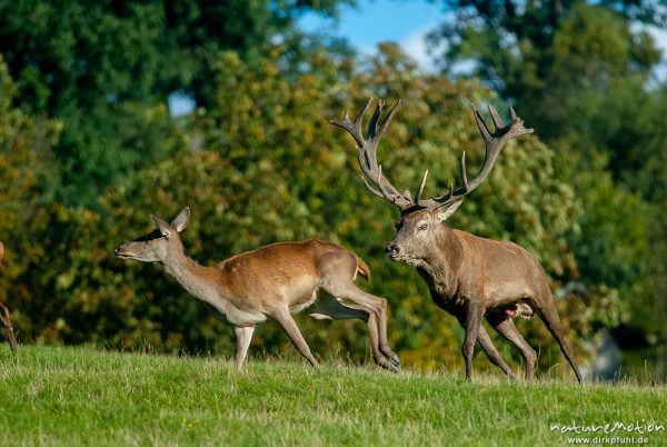 Rothirsch, Cervus elaphus, Cervidae, Männchen bei der Brunft, Paarung, Tierpark Neuhaus, captive, Neuhaus, Deutschland