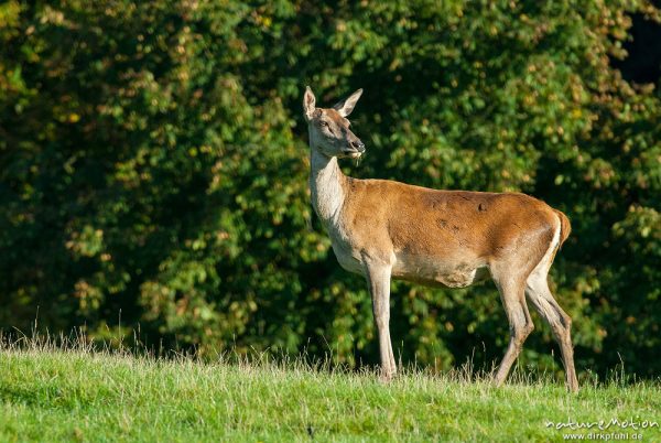 Rothirsch, Cervus elaphus, Cervidae, Weibchen, Tierpark Neuhaus, captive, Neuhaus, Deutschland