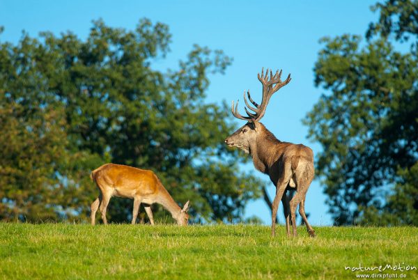 Rothirsch, Cervus elaphus, Cervidae, Männchen bei der Brunft, jagt Weibchen hinterher, Flämen, Tierpark Neuhaus, captive, Neuhaus, Deutschland