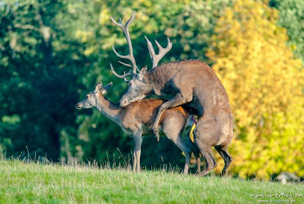 Rothirsch, Cervus elaphus, Cervidae, Männchen bei der Brunft, Paarung, Tierpark Neuhaus, captive, Neuhaus, Deutschland