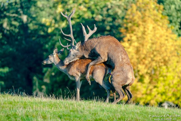 Rothirsch, Cervus elaphus, Cervidae, Männchen bei der Brunft, Paarung, Tierpark Neuhaus, captive, Neuhaus, Deutschland