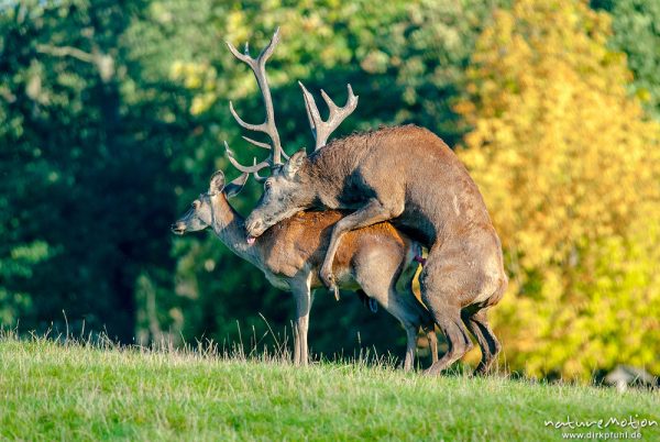 Rothirsch, Cervus elaphus, Cervidae, Männchen bei der Brunft, Paarung, Tierpark Neuhaus, captive, Neuhaus, Deutschland