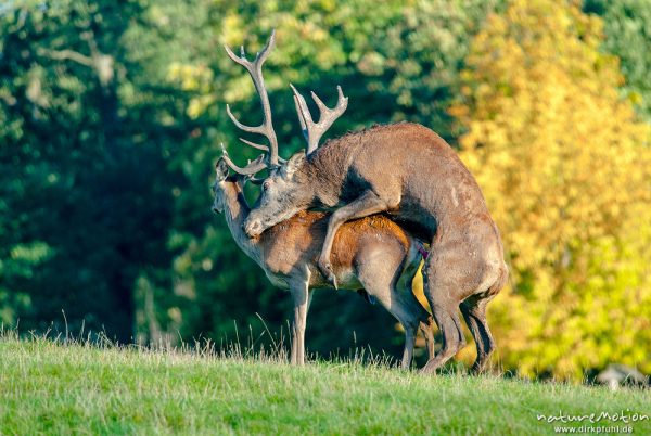 Rothirsch, Cervus elaphus, Cervidae, Männchen bei der Brunft, Paarung, Tierpark Neuhaus, captive, Neuhaus, Deutschland