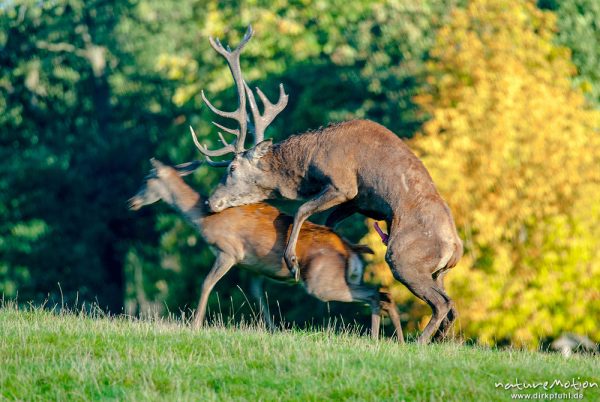 Rothirsch, Cervus elaphus, Cervidae, Männchen bei der Brunft, Paarung, Tierpark Neuhaus, captive, Neuhaus, Deutschland