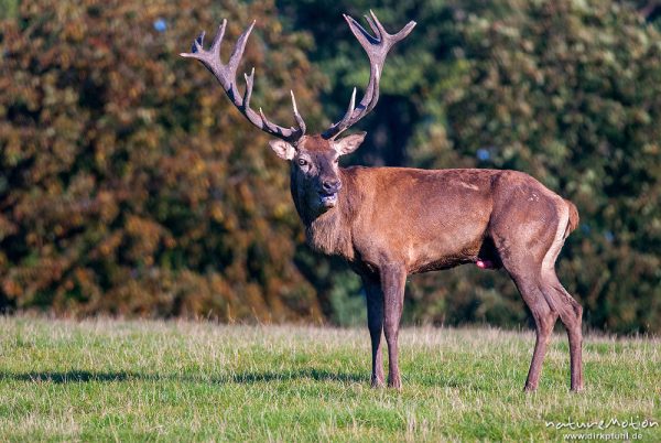 Rothirsch, Cervus elaphus, Cervidae, Männchen bei der Brunft, Tierpark Neuhaus, captive, Neuhaus, Deutschland