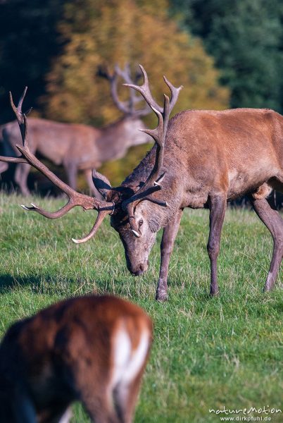 Rothirsch, Cervus elaphus, Cervidae, Männchen mit Weibchen, Tierpark Neuhaus, captive, Neuhaus, Deutschland