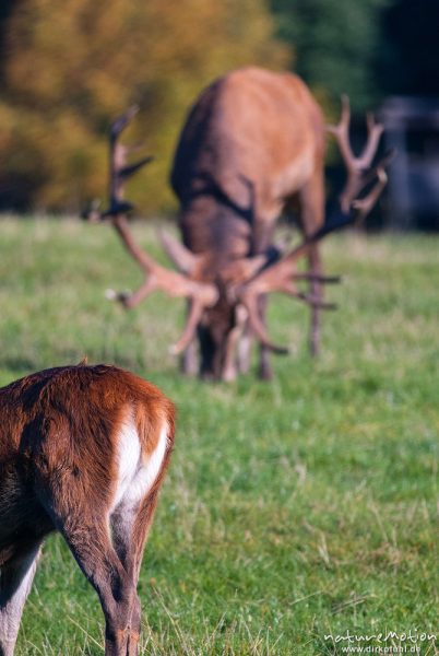 Rothirsch, Cervus elaphus, Cervidae, Männchen mit Weibchen, Tierpark Neuhaus, captive, Neuhaus, Deutschland