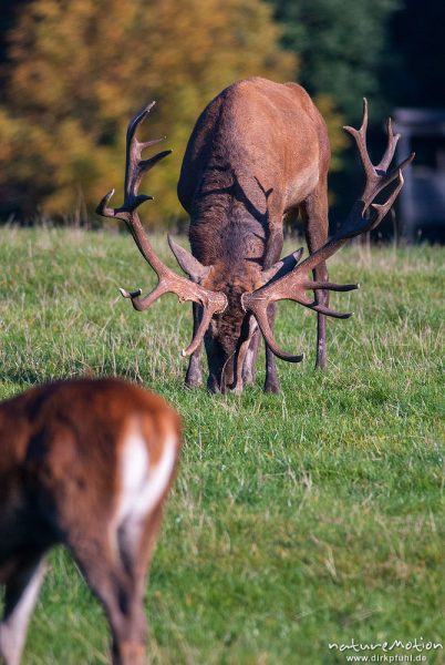 Rothirsch, Cervus elaphus, Cervidae, Männchen mit Weibchen, Tierpark Neuhaus, captive, Neuhaus, Deutschland