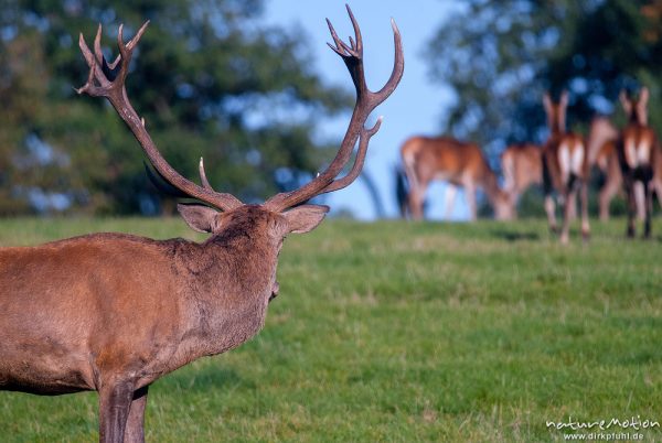 Rothirsch, Cervus elaphus, Cervidae, Männchen mit Weibchen, Tierpark Neuhaus, captive, Neuhaus, Deutschland