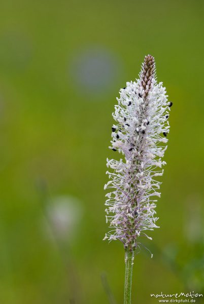 Mittlerer Wegerich, Plantago media, Plantaginaceae, Blütenstand mit Staubblättern, ehemaliger Grenzstreifen der deutsch-deutschen-Grenze, Hitzelrode, Deutschland