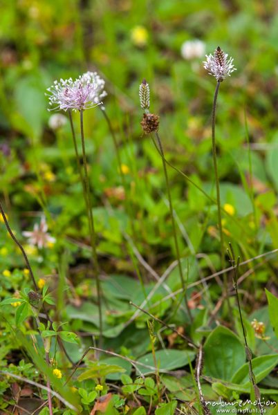 Mittlerer Wegerich, Plantago media, Plantaginaceae, Blütenstände mit Staubblättern, ehemaliger Grenzstreifen der deutsch-deutschen-Grenze, Hitzelrode, Deutschland