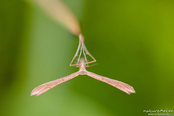 Federmotte (Familie), Emmelina monodactyla, 	Federmotten (Pterophoridae), Tier von vorn, an Grashalm, Grenzstreifen der ehemaligen deutsch-deutschen Grenze, A nature document - not arranged nor manipulated, Hitzelrode, Deutschland