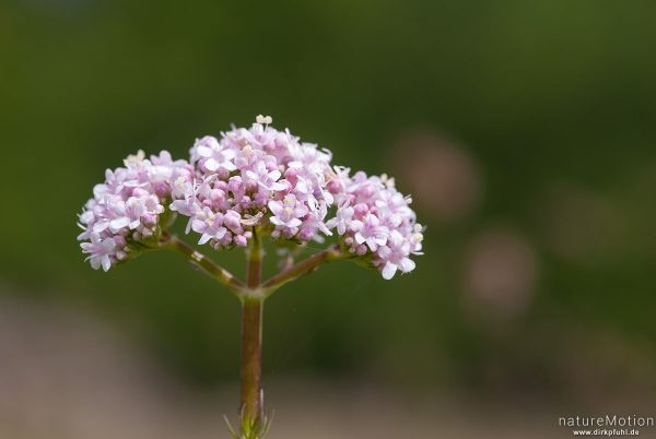 Kleiner Baldrian, Valeriana dioica, 	Geißblattgewächse (Caprifoliaceae), Blütenstand, Grenzstreifen der ehemaligen deutsch-deutschen Grenze, Hitzelrode, Deutschland
