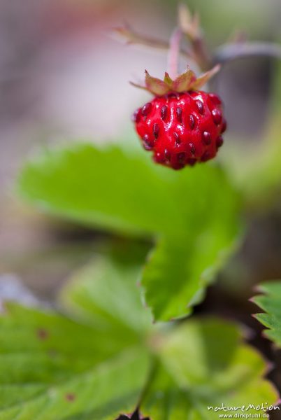 Wald-Erdbeere, Fragaria vesca, Rosaceae, Frucht, Grenzstreifen der ehemaligen deutsch-deutschen Grenze, Hitzelrode, Deutschland