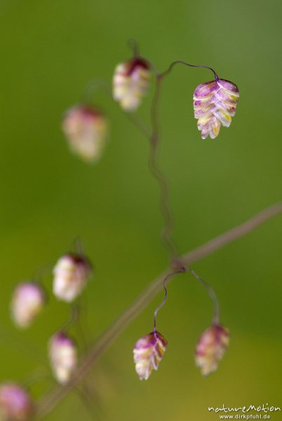 Mittleres Zittergras, Gewöhnliches Zittergras, Gemeines Zittergras, Briza media, 	Süßgräser (Poaceae),Blüten, Ährchen, Kerstlingeröder Feld, Göttingen, Deutschland