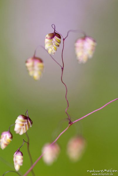 Mittleres Zittergras, Gewöhnliches Zittergras, Gemeines Zittergras, Briza media, 	Süßgräser (Poaceae),Blüten, Ährchen, Kerstlingeröder Feld, Göttingen, Deutschland