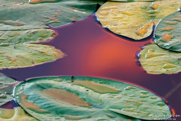 Gelbe Teichrose, Nuphar lutea, Nymphaeaceae, Blätter, im Wasser spiegelt sich orange-roter Himmel, Seeburger See, Deutschland