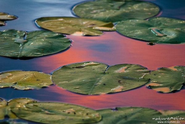 Gelbe Teichrose, Nuphar lutea, Nymphaeaceae, Blätter, im Wasser spiegelt sich orange-roter Himmel, Seeburger See, Deutschland