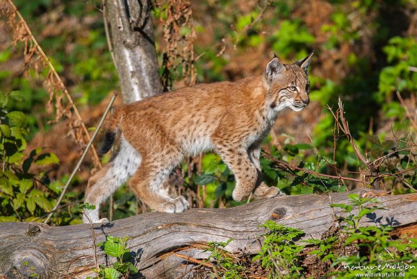 Luchs, Lynx lynx, Felidae, Jungtier auf Baumstamm, Tierpark Neuhaus, captive, Neuhaus, Deutschland
