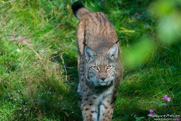 Luchs, Lynx lynx, Felidae, Alttier auf Schleichpfad, Tierpark Neuhaus, captive, Neuhaus, Deutschland
