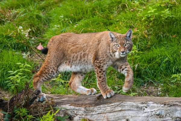 Luchs, Lynx lynx, Felidae, Alttier auf Schleichpfad, Tierpark Neuhaus, captive, Neuhaus, Deutschland