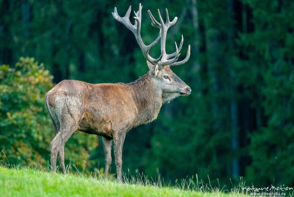 Rothirsch, Cervus elaphus, Cervidae, Männchen bei der Brunft, Tierpark Neuhaus, captive, Neuhaus, Deutschland