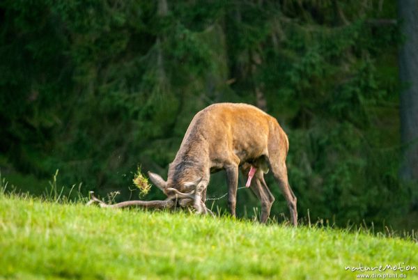 Rothirsch, Cervus elaphus, Cervidae, Männchen bei der Brunft, Fegen, Forkeln, Urinabgabe, Tierpark Neuhaus, captive, Neuhaus, Deutschland