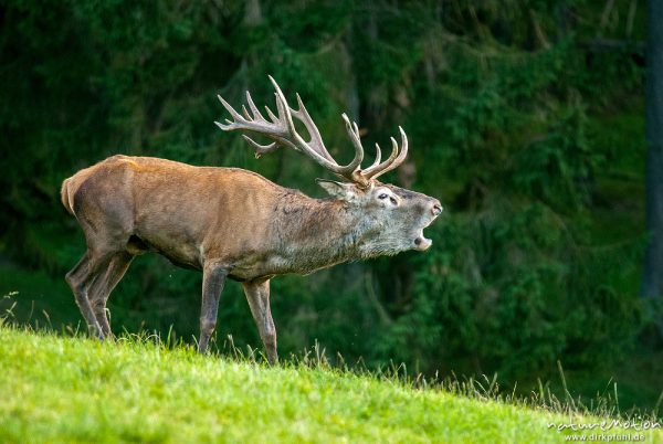 Rothirsch, Cervus elaphus, Cervidae, Männchen bei der Brunft, röhrt, Tierpark Neuhaus, captive, Neuhaus, Deutschland