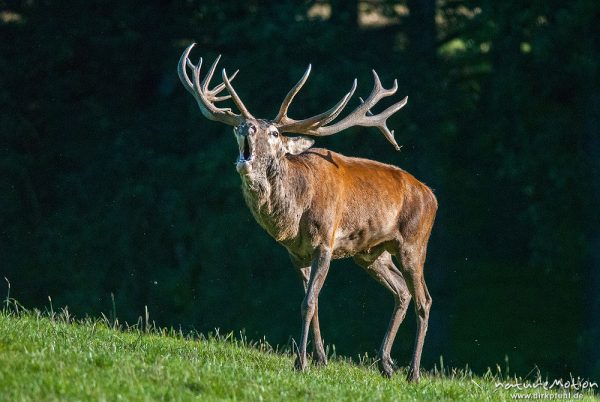 Rothirsch, Cervus elaphus, Cervidae, Männchen bei der Brunft, röhrt, Tierpark Neuhaus, captive, Neuhaus, Deutschland