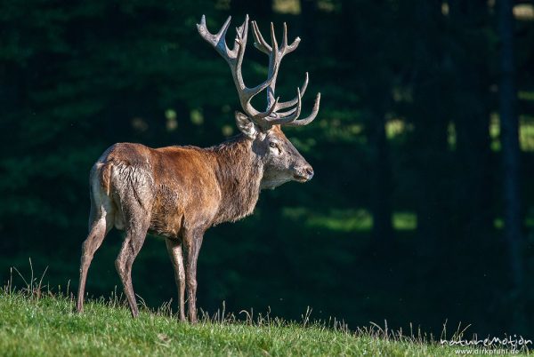 Rothirsch, Cervus elaphus, Cervidae, Männchen bei der Brunft, Tierpark Neuhaus, captive, Neuhaus, Deutschland