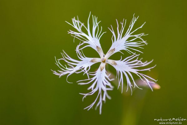 Pracht-Nelke, Dianthus superbus, 	Nelkengewächse (Caryophyllaceae), Blüte, Feuchtwiese, A nature doc, Staffelsee, Deutschland