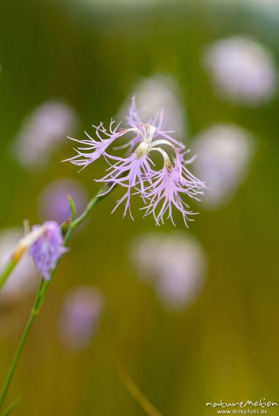 Pracht-Nelke, Dianthus superbus, 	Nelkengewächse (Caryophyllaceae), Blüte, Feuchtwiese, A nature document - not arranged nor manipulated, Staffelsee, Deutschland