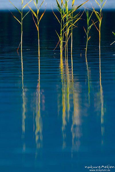 Schilf im Abendlicht, Stängel spiegeln sich im Wasser, Staffelsee, Deutschland